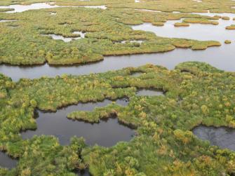 Mid-Barataria Sediment Diversion wetlands