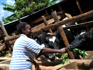A woman feeds greens to a cow on a sunny day.