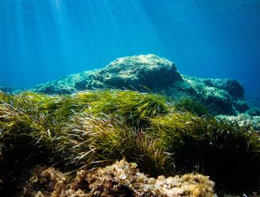 Underwater shot with rocks and seaweed