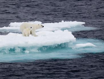 Mother and baby polar bears on melting ice in the dark ocean