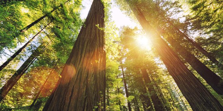 Looking up point of view to tall trees and sun shining through