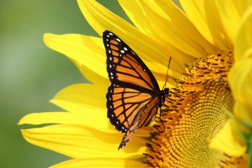 Monarch butterfly on a sunflower