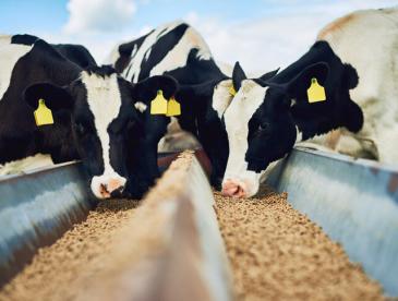 Cows feeding at a trough